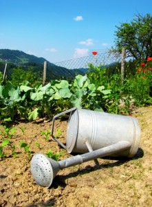 canicule